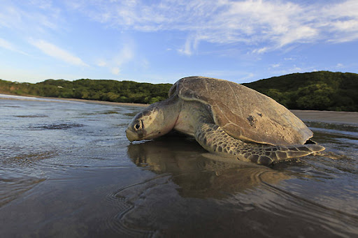 Tortuga golfina