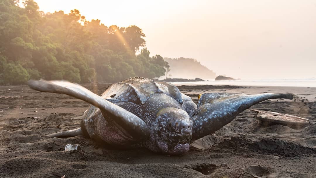 Tortuga laúd